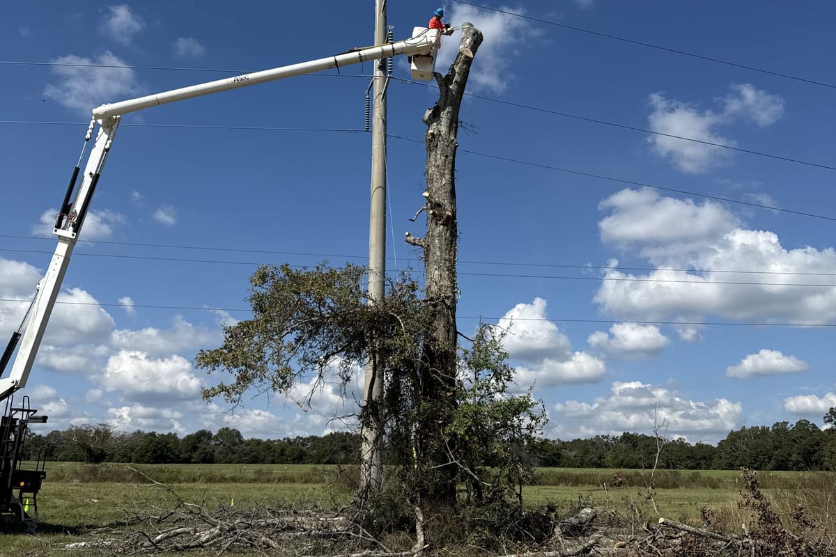 A bucket truck taking down a tree beside a dirt road with an open field behind