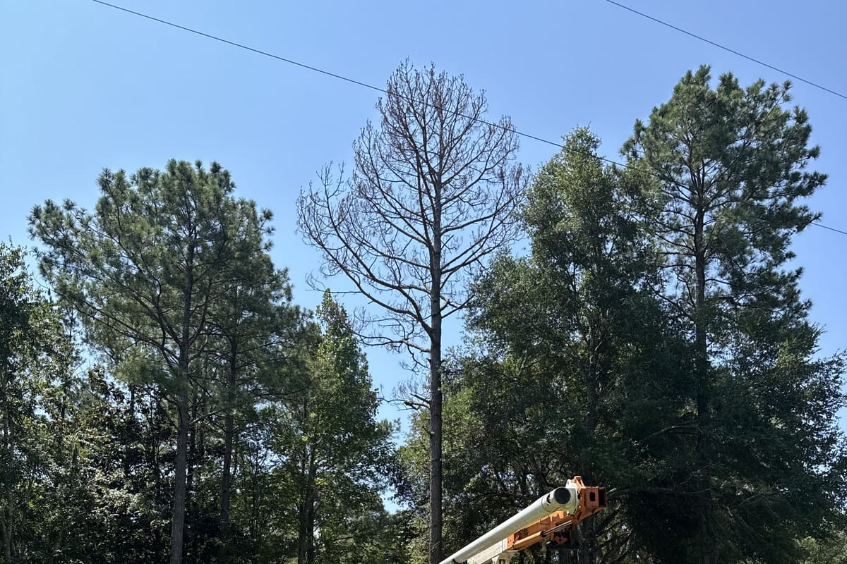 A bucket truck at the edge of a field with tall pines behind it