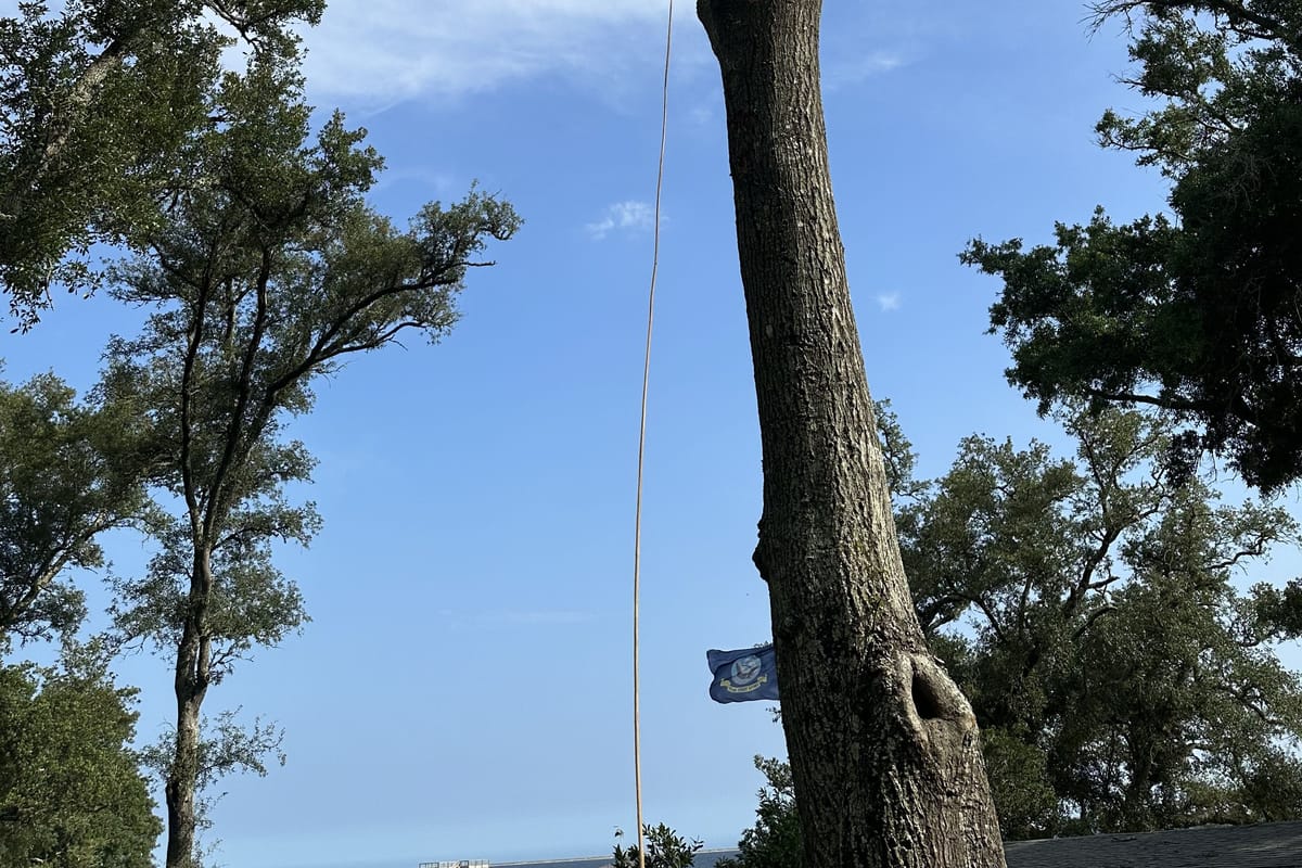A live oak on the waterfront with the rigging line run up the trunk and the bay behind it