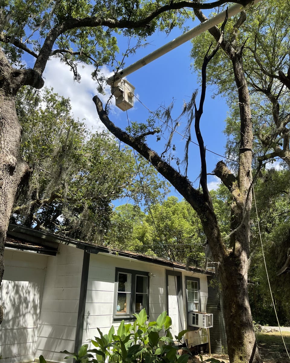The bucket up inside an oak canopy over a house roof, Spanish moss hanging from the limbs