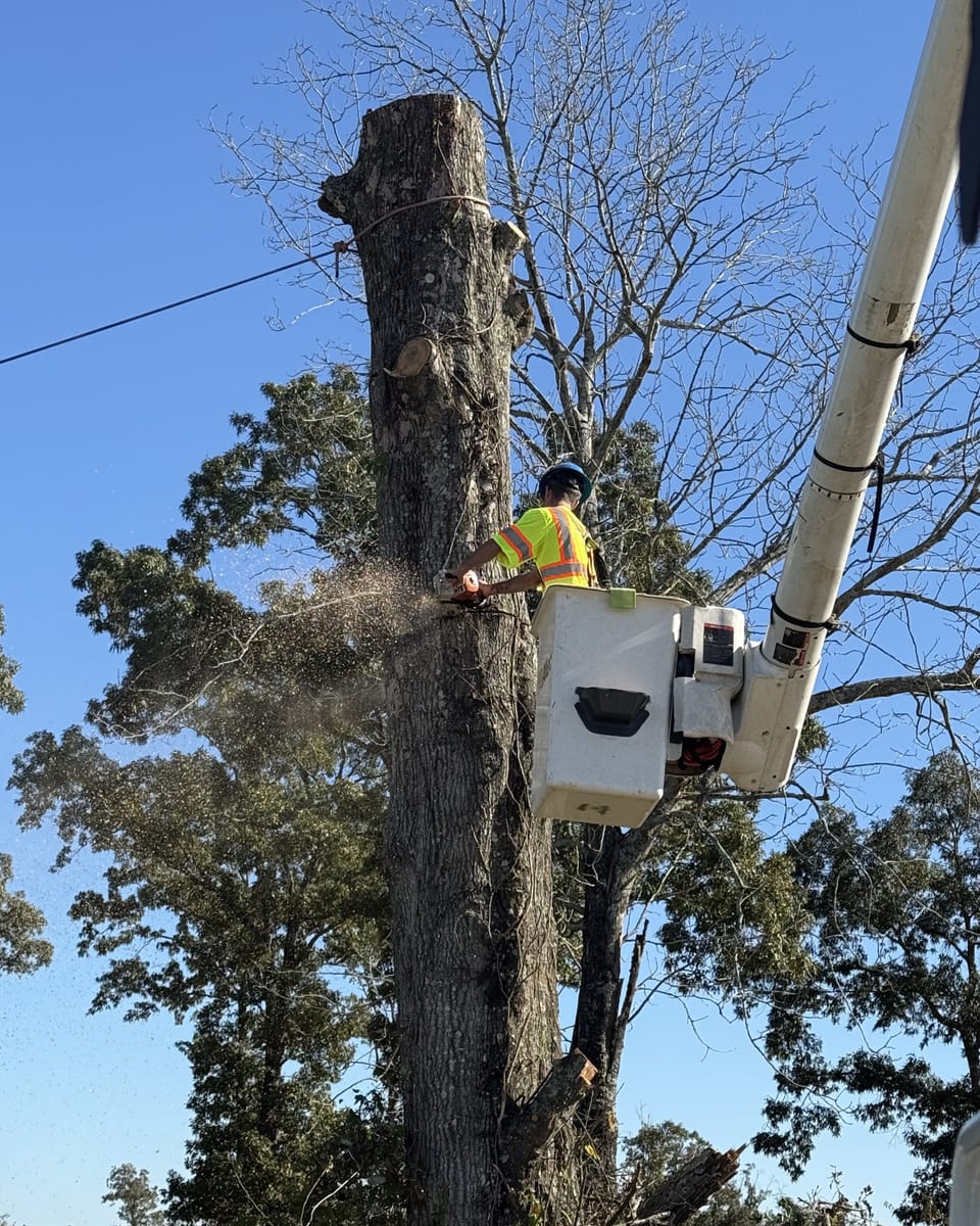 A dead oak being taken down in sections from a bucket truck, the boom reaching into what is left of the crown