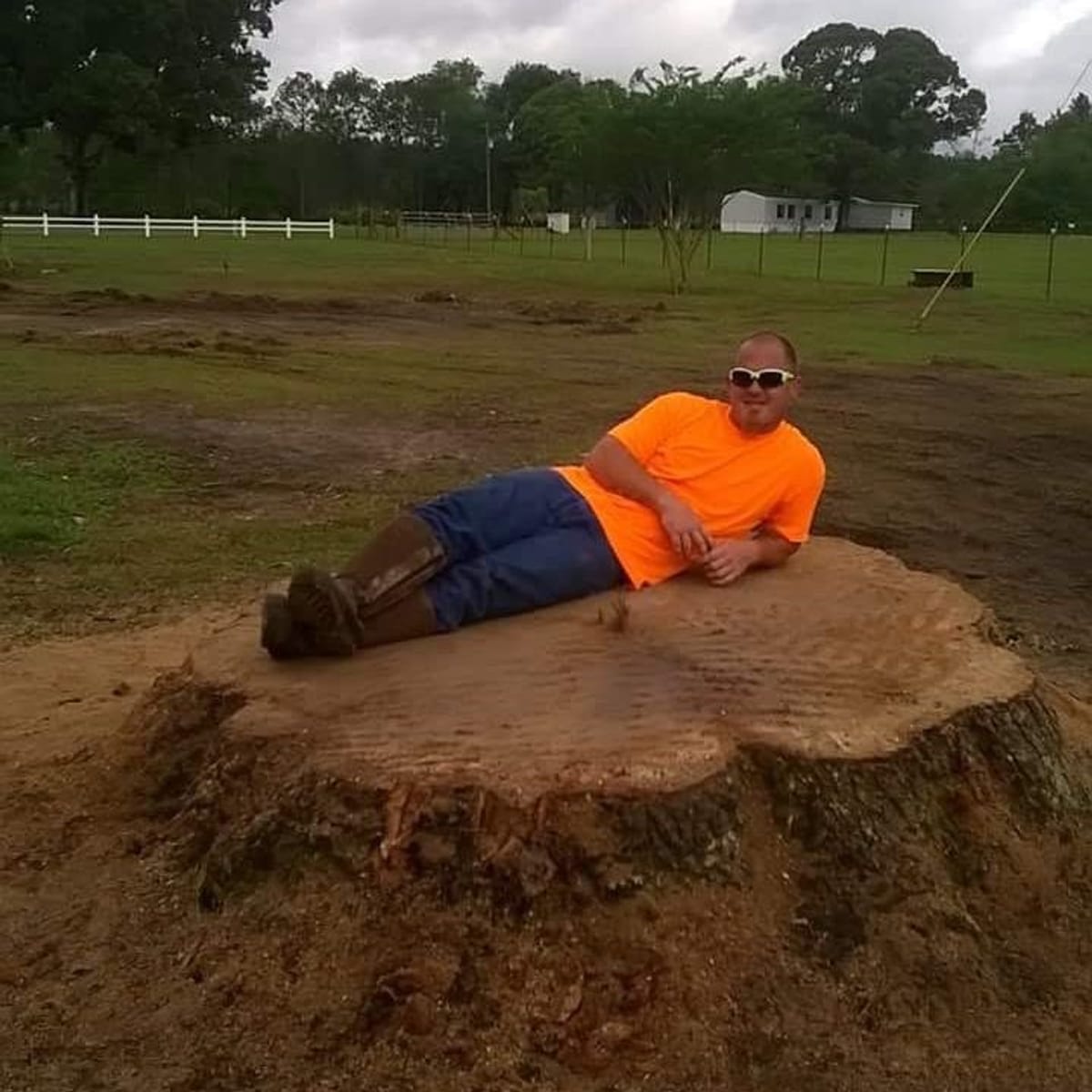 A crew member lying flat across the top of a freshly cut stump wider than he is tall